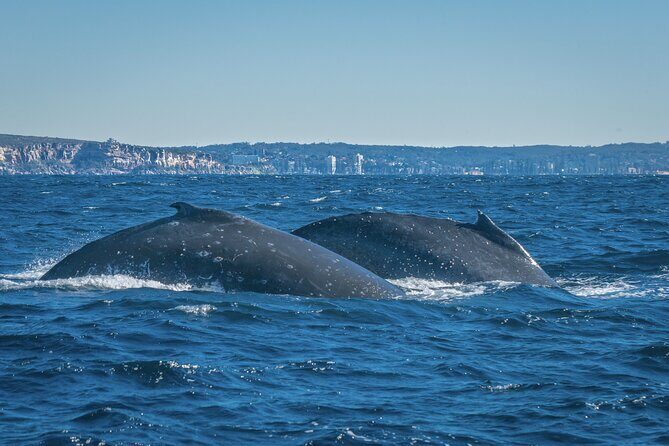 Whales of Sydney Sea Safari - FAQs