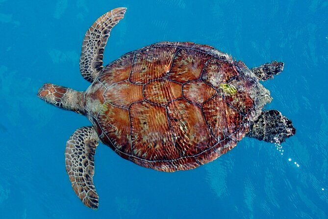 Whisper Cruises - One-Hour Turtle Spotting Bay Cruise - FAQs