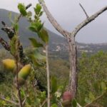 Whispering Winds and Curdled Dreams: From the Mountains to Table - Final Thoughts