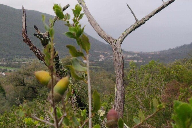 Whispering Winds and Curdled Dreams: From the Mountains to Table - Final Thoughts