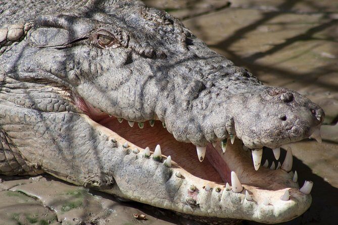 Whitsunday Crocodile Safari from Airlie Beach including Lunch - Who Will Love This Tour?