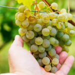 Whole day Wine Tour to Kakheti from Tbilisi - A Deep Dive into the Full-Day Kakheti Experience