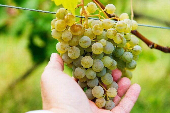 Whole day Wine Tour to Kakheti from Tbilisi - A Deep Dive into the Full-Day Kakheti Experience