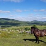Wicklow Mountains Horse Trekking - The Sum Up