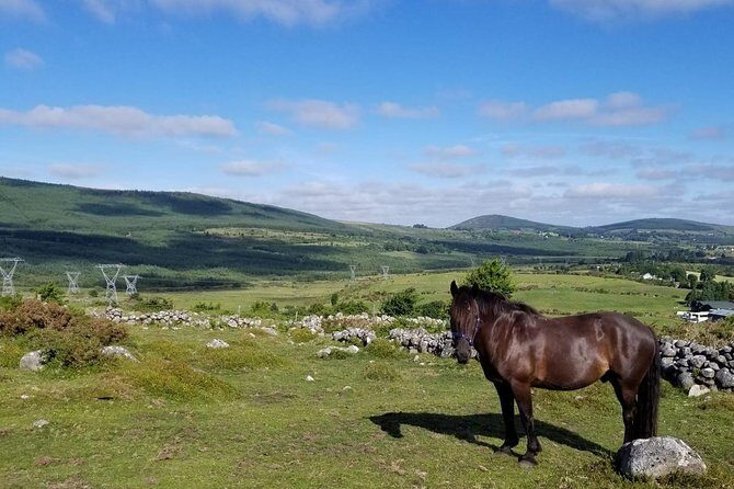 Wicklow Mountains Horse Trekking - The Sum Up