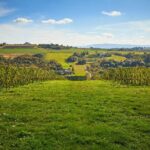 Wieliczka Vineyard: Wine tasting with local snacks - The Wines and Snacks: An Authentic Polish Touch