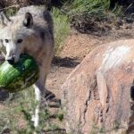 Wild Animal Nature Park Scenic Route 66 Crozier Canyon - What the Experience Feels Like