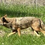 Wild backside of Griffith Park and LA River by luxury e-bike - Why This Tour Stands Out