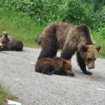 Wild Bears and Dracula Private Day Tour - Practical Details and What to Expect