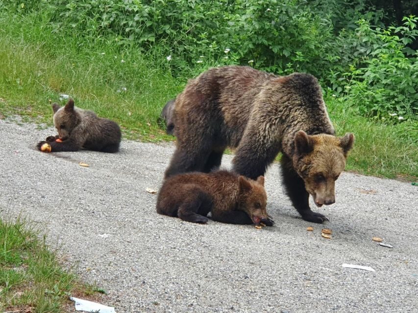 Wild Bears and Dracula Private Day Tour - Practical Details and What to Expect
