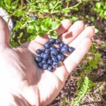 Wild Berries and Mushroom picking tour - Detailed Breakdown of the Itinerary
