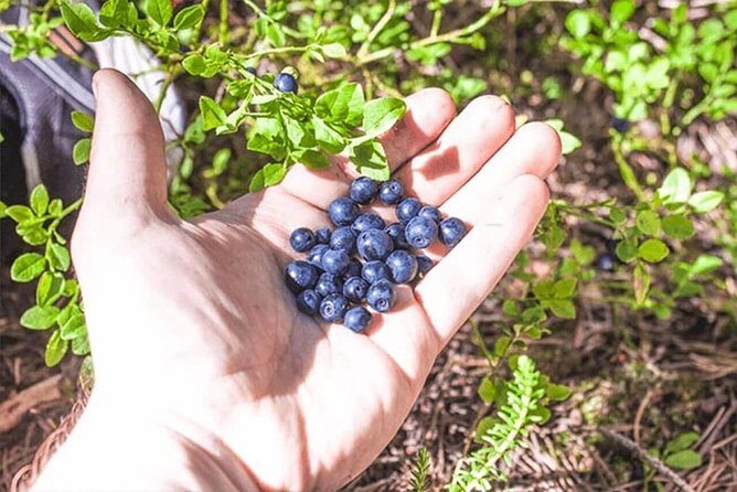 Wild Berries and Mushroom picking tour - Detailed Breakdown of the Itinerary