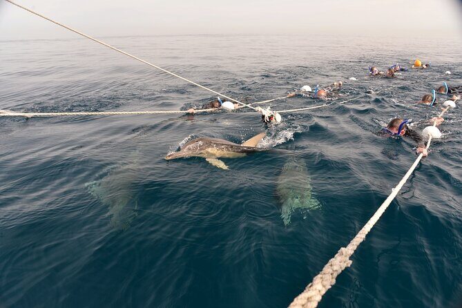 Wild Dolphin Swim Cruise - Who Should Consider This Tour?