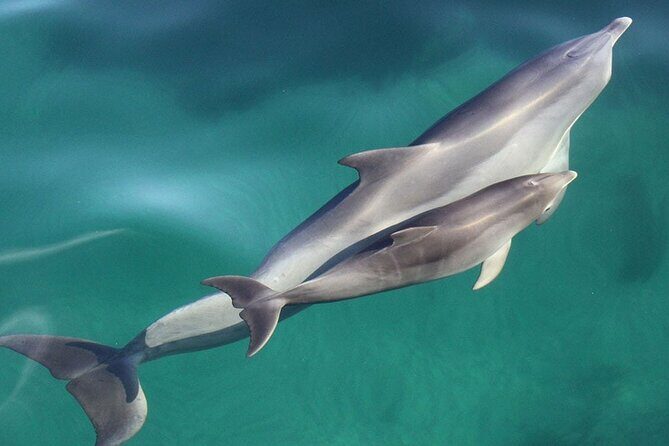 Wild Dolphin Watch in Glenelg - FAQ