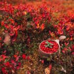 Wild Food & Foraging Hike with Open Fire Lunch - Final Thoughts