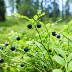 Wild Forest Berries and Mushrooms Picking Tour - Who Will Love This Tour?