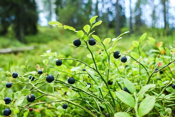 Wild Forest Berries and Mushrooms Picking Tour - Who Will Love This Tour?