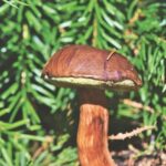 Wild forest mushrooms and berries picking tour - Why It’s Worth Considering