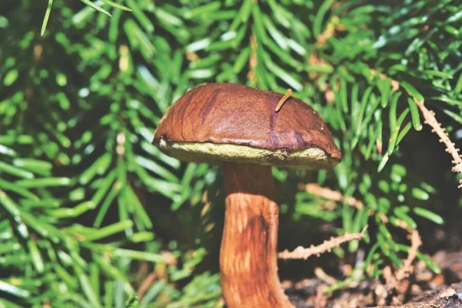 Wild forest mushrooms and berries picking tour - Why It’s Worth Considering