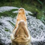 WILD LIFE Sydney Zoo - Final Thoughts