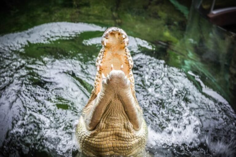 WILD LIFE Sydney Zoo - Final Thoughts