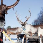 Wild Reindeers Safari + Lunch in Glass Igloo (private service) - The Sum Up