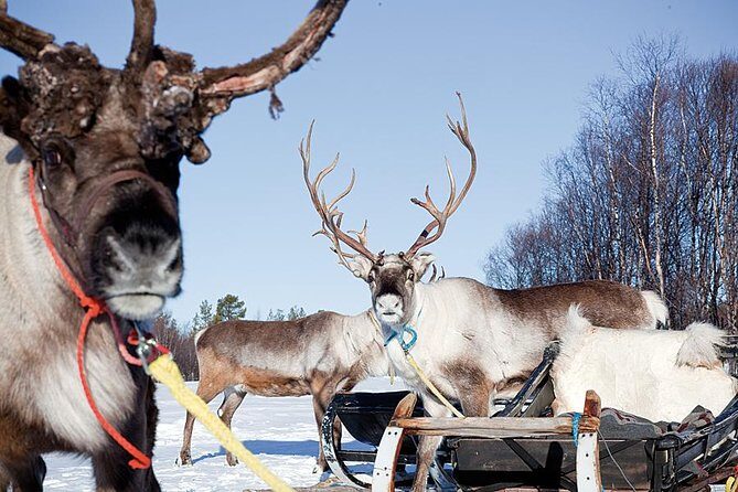 Wild Reindeers Safari + Lunch in Glass Igloo (private service) - The Sum Up