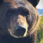Wilderness, Wildlife, Glacier Experience from Anchorage - Final Thoughts: Is This Tour Worth It?