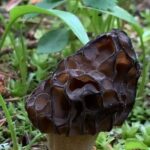 Wildfire Peak Nic - Diving Deep: What to Expect on the Wildfire Peak Nic Tour