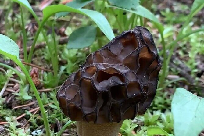 Wildfire Peak Nic - Diving Deep: What to Expect on the Wildfire Peak Nic Tour