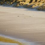 Wildlife and Penguin Tour - FAQ