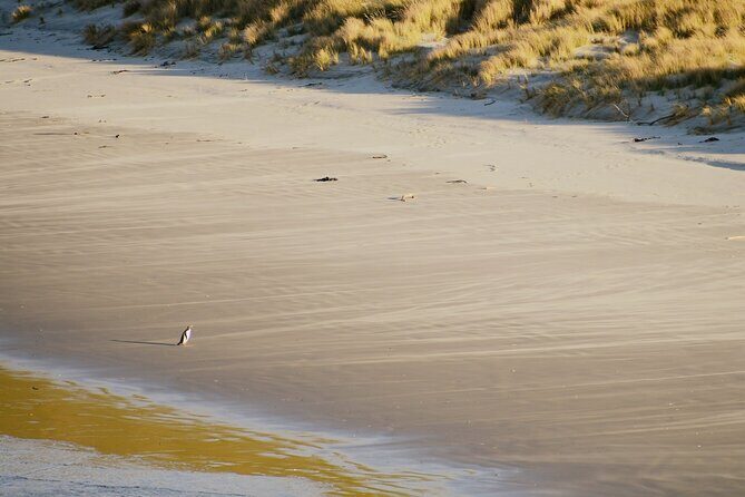 Wildlife and Penguin Tour - FAQ