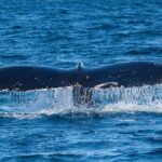 Wildlife and Scenery in Ketchikan - A Deep Dive into the Ketchikan Wildlife and Scenery Tour