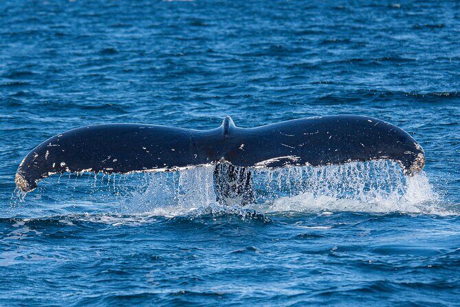 Wildlife and Scenery in Ketchikan - A Deep Dive into the Ketchikan Wildlife and Scenery Tour