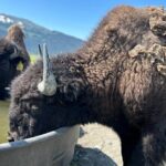 Wildlife Conservation Center & Portage Valley Glaciers - The Practical Side: How the Day Unfolds
