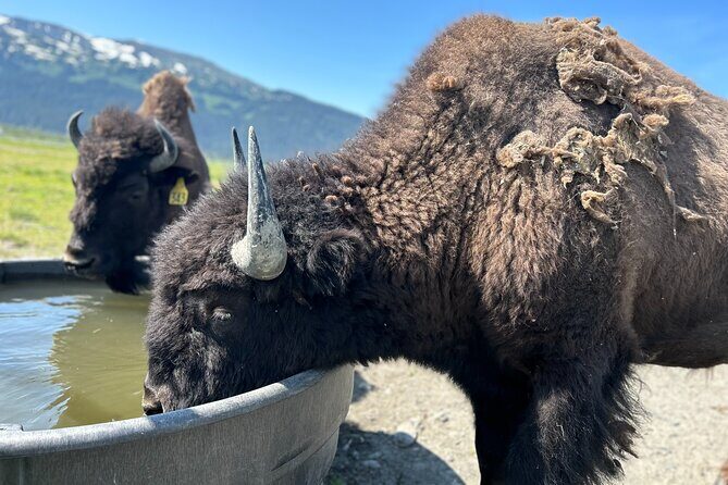 Wildlife Conservation Center & Portage Valley Glaciers - The Practical Side: How the Day Unfolds