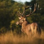 Wildlife Photography Workshop in Richmond Park in London - FAQ