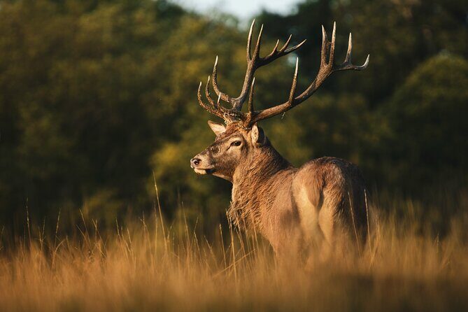 Wildlife Photography Workshop in Richmond Park in London - FAQ