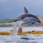 Wildlife Sea Kayaking Tour - Kaikoura - Value and Considerations