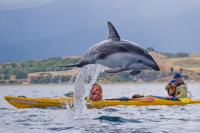 Wildlife Sea Kayaking Tour - Kaikoura - Value and Considerations