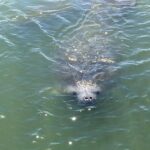 Wildlife Tour of Indian River Lagoon with Experienced Captain - Why This Tour Resonates With Travelers