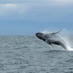Wildlife Viewing and Whale Watching Quest - Discovering Alaska’s Marine Life: A Detailed Look at the Tour