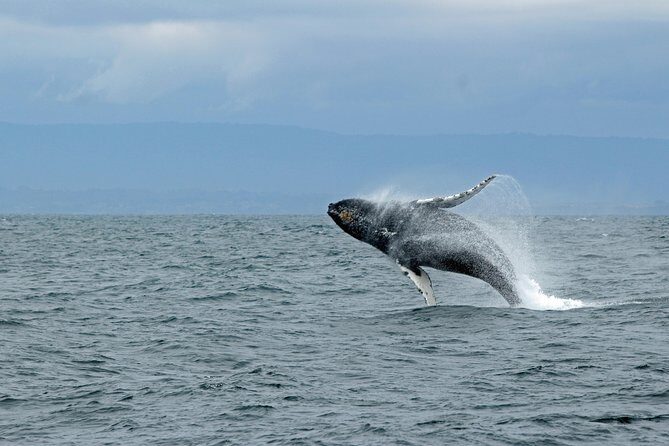 Wildlife Viewing and Whale Watching Quest - Discovering Alaska’s Marine Life: A Detailed Look at the Tour