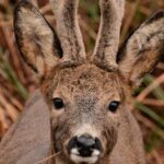 Wildlife Watching Safari by Vehicle & Walks / Photography workshops with a Guide - FAQ