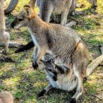 Wildlife, Waterfalls and Wine Day Tour from Sydney - Frequently Asked Questions