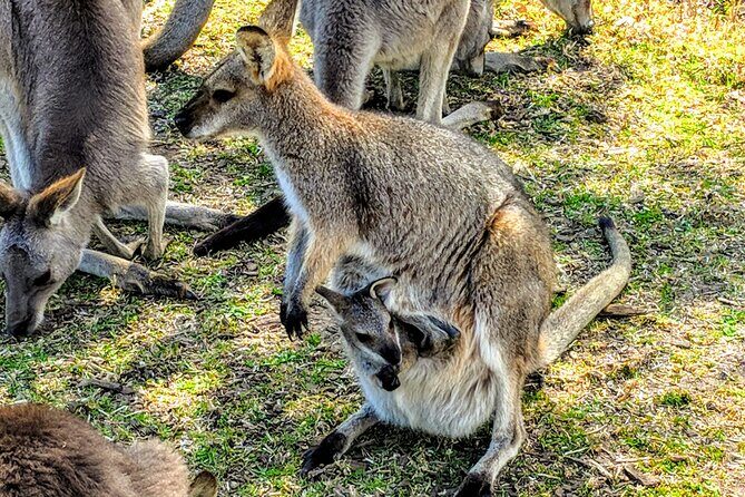 Wildlife, Waterfalls and Wine Day Tour from Sydney - Frequently Asked Questions