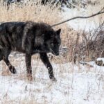 Wildlife & Wolf Private Tour with Lunch - Exploring the Details of the Yellowstone Wildlife & Wolf Tour
