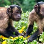 Willowbank Wildlife Reserve Day Entry - Detailed Review of Willowbank Wildlife Reserve
