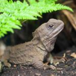 Willowbank Wildlife Reserve Day Entry Ticket - Final Thoughts