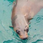 Wilsons Promontory Full Day Cruise - Exploring the Wilsons Promontory Full Day Cruise in Detail